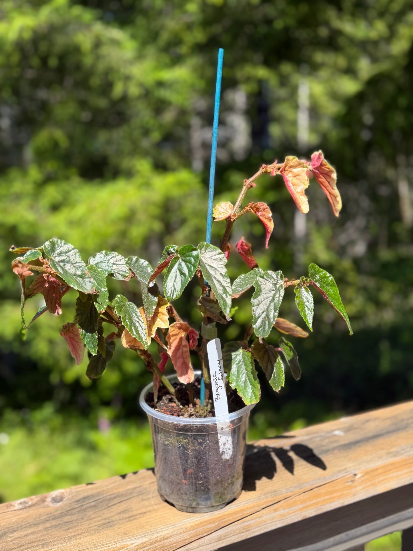 Begonia Ginny Galaxy