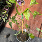 Epipremnum Pinnatum Albo Variegated