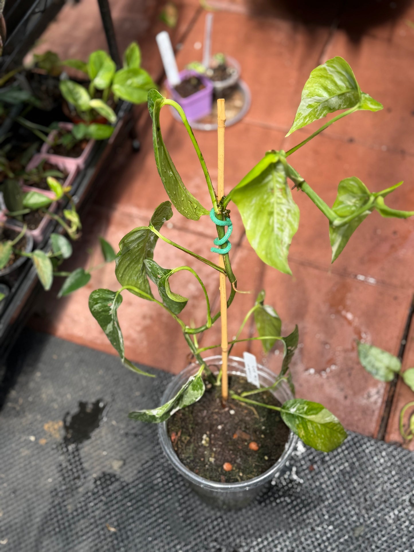Epipremnum Pinnatum Albo Variegated