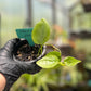 Philodendron Hederaceum Heartleaf Pothos