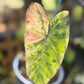 Alocasia Mojito