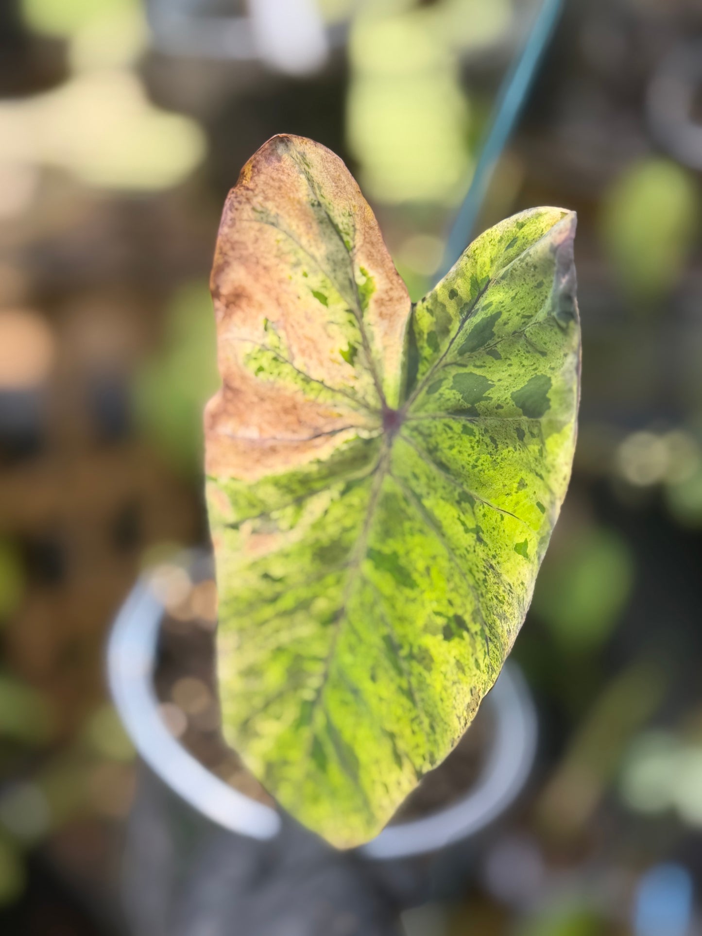 Alocasia Mojito