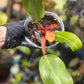 Philodendron Orange Marmalade