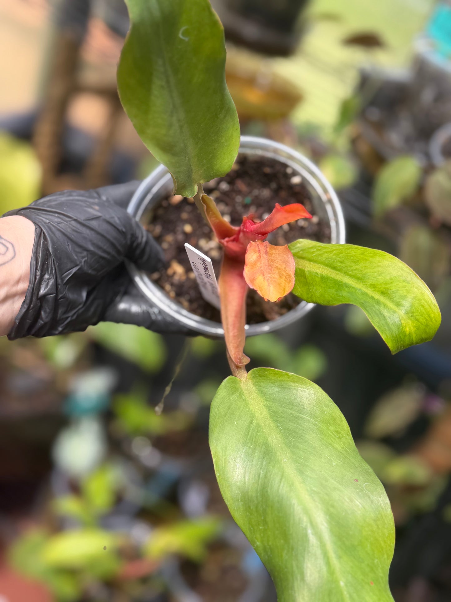 Philodendron Orange Marmalade