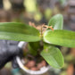 Ctt. Aurantiaca 'Orange Spots' x Ctna. Why Not 'Yellow' Orchid (REHAB)