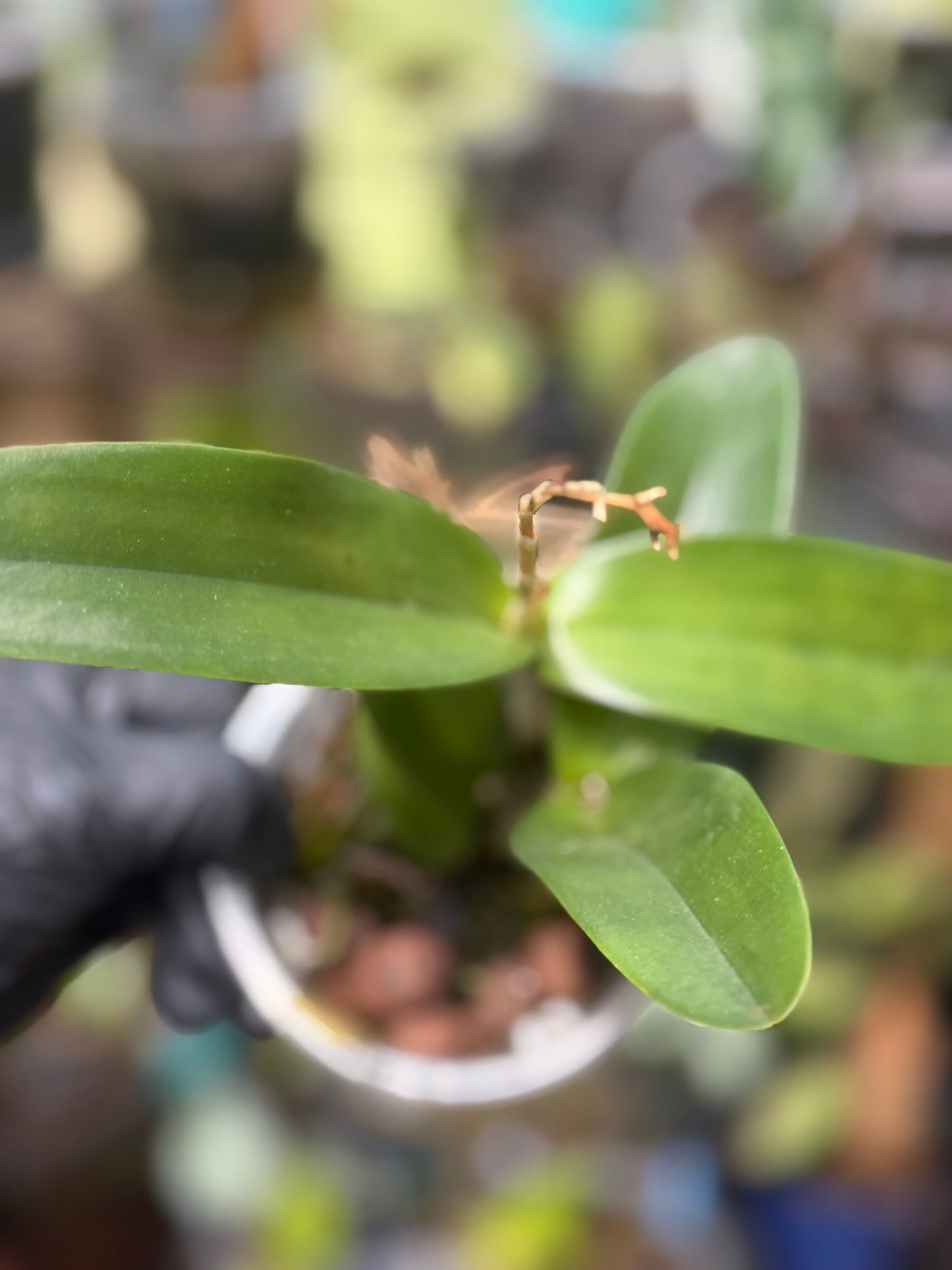 Ctt. Aurantiaca 'Orange Spots' x Ctna. Why Not 'Yellow' Orchid (REHAB)