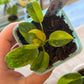 Philodendron Green Congo Nuclear