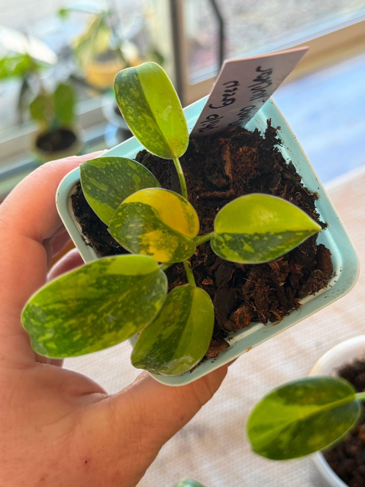 Philodendron Green Congo Nuclear
