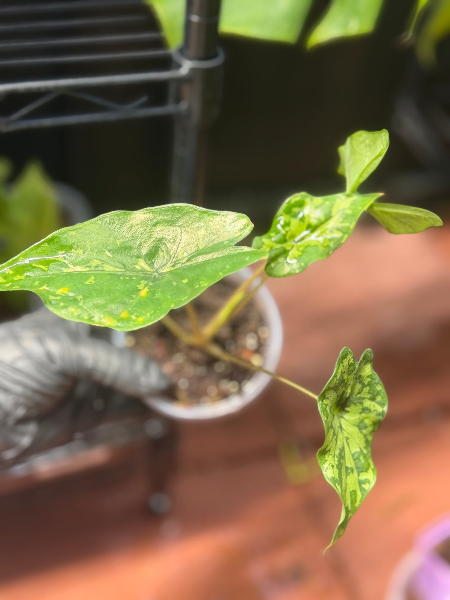Alocasia Shattered Glass