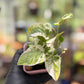 Epipremnum Aureum N’Joy Pothos
