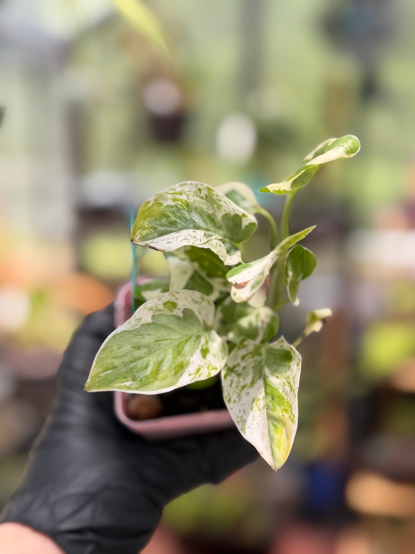 Epipremnum Aureum N’Joy Pothos