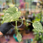 Monstera Deliciosa Starlight