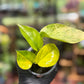 Epipremnum Aureum 'Sunshine Goddess’
