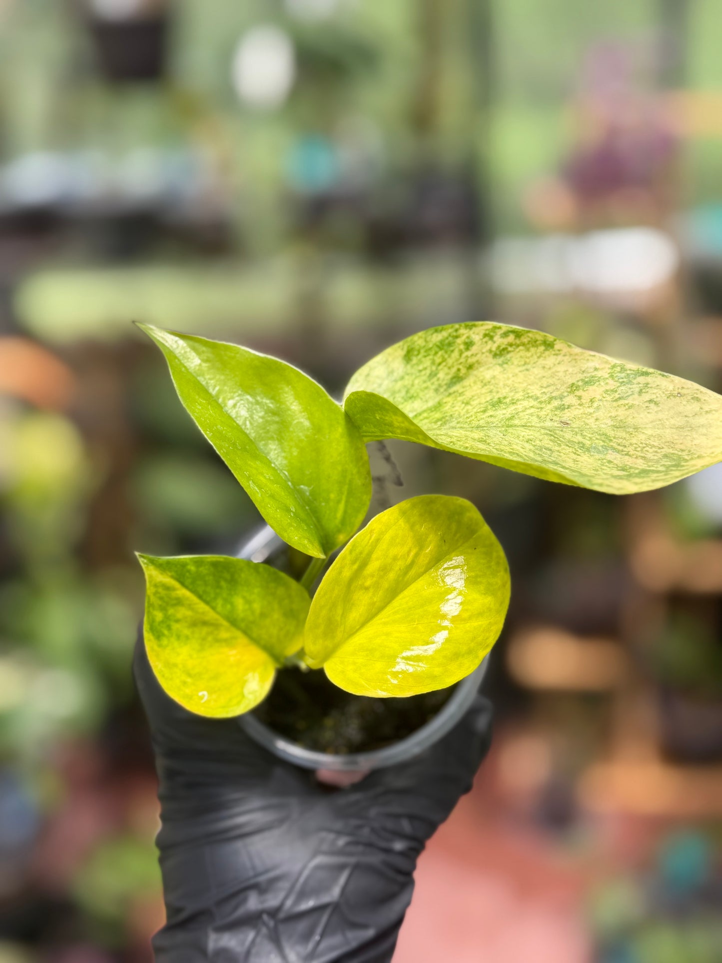 Epipremnum Aureum 'Sunshine Goddess’