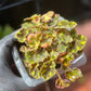 Begonia Tiger Paw