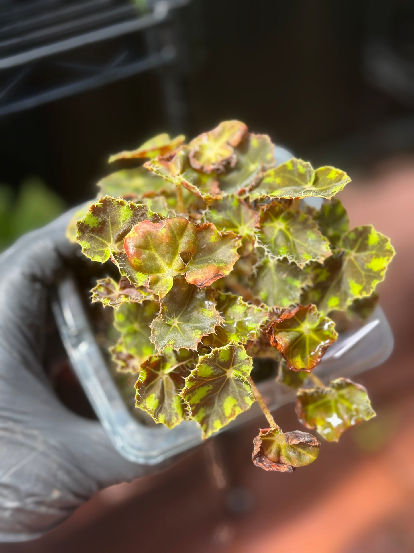 Begonia Tiger Paw