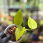 Epipremnum Aureum 'Variegated Neon' Pothos