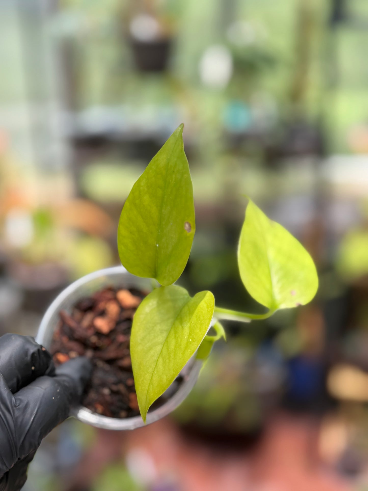 Epipremnum Aureum 'Variegated Neon' Pothos