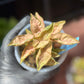 Syngonium Pink Rolli