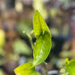 Epipremnum Aureum Jade Pothos -SPORT VARIGATED MUTANT