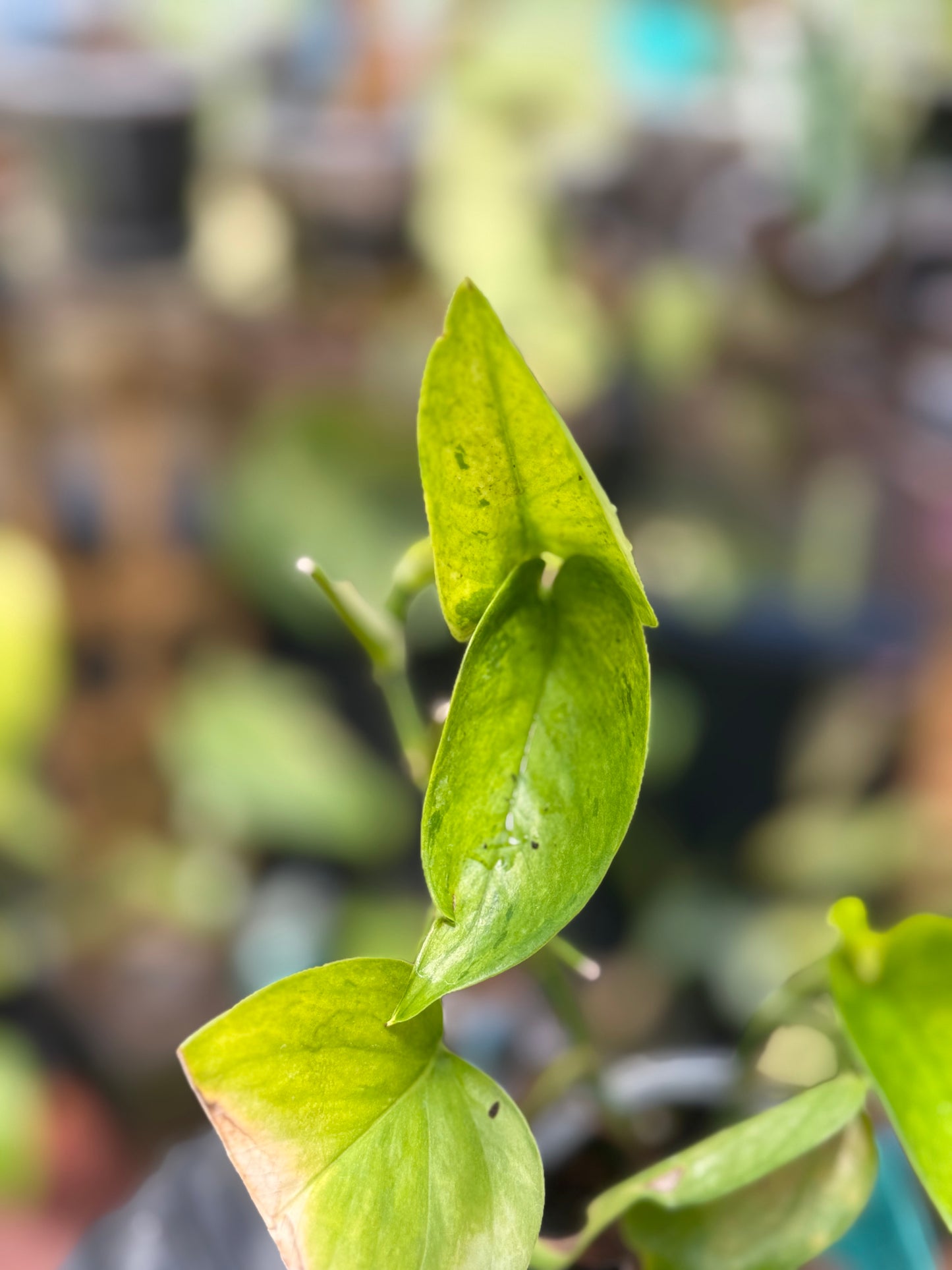 Epipremnum Aureum Jade Pothos -SPORT VARIGATED MUTANT