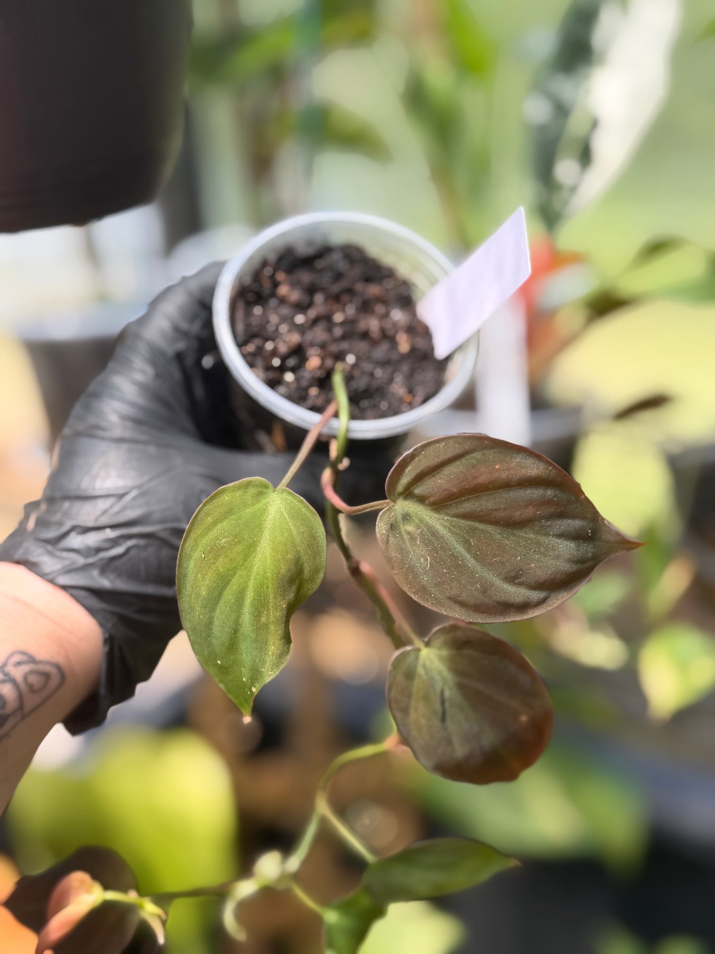Philodendron Micans Velvet Leaf