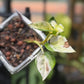 Epipremnum Aureum Japanese Global Pothos