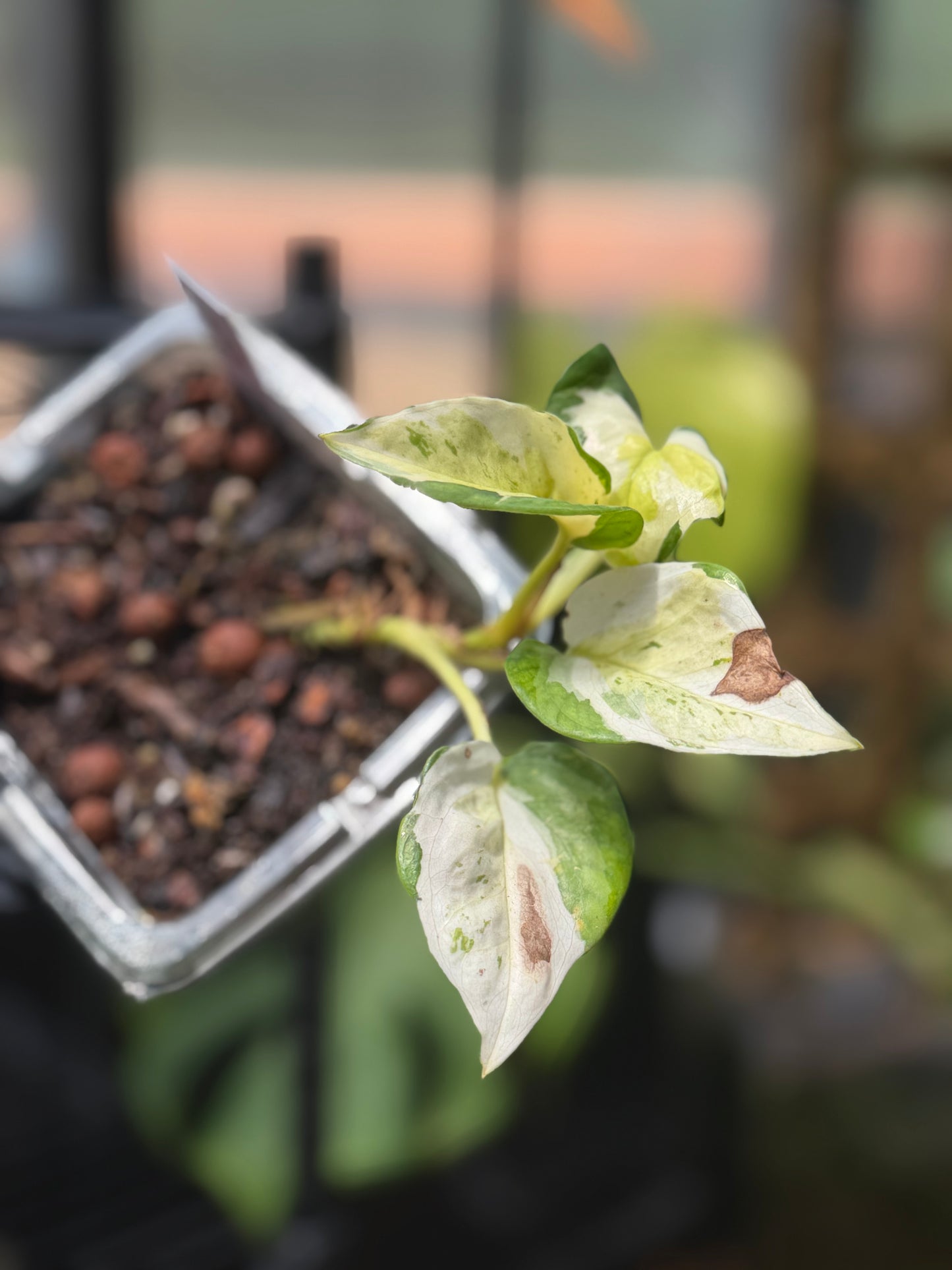Epipremnum Aureum Japanese Global Pothos