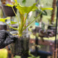 Philodendron Golden Xandu