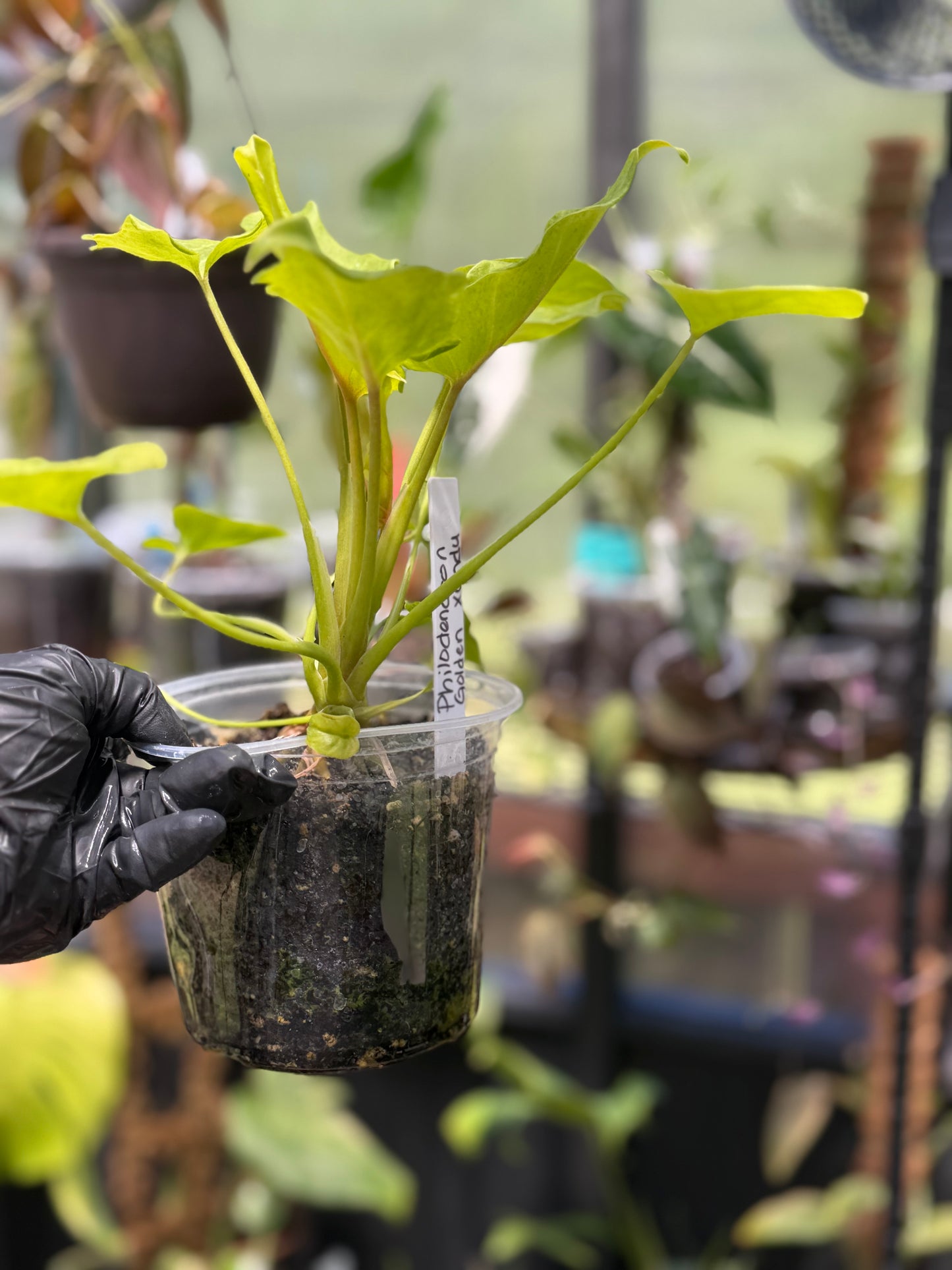 Philodendron Golden Xandu