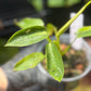 Philodendron Spiritus Sancti