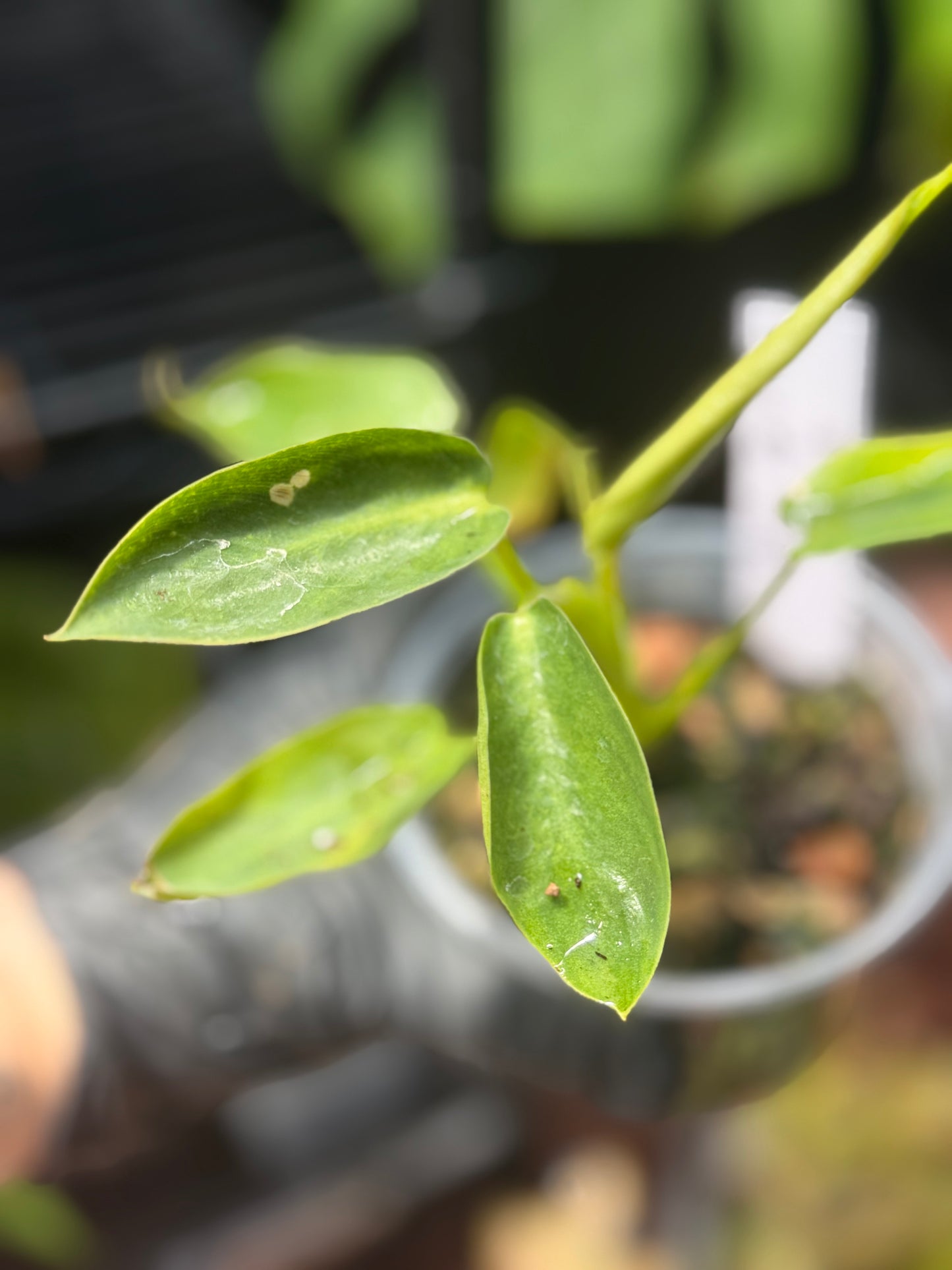 Philodendron Spiritus Sancti