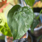 Buddha's Hand Alocasia