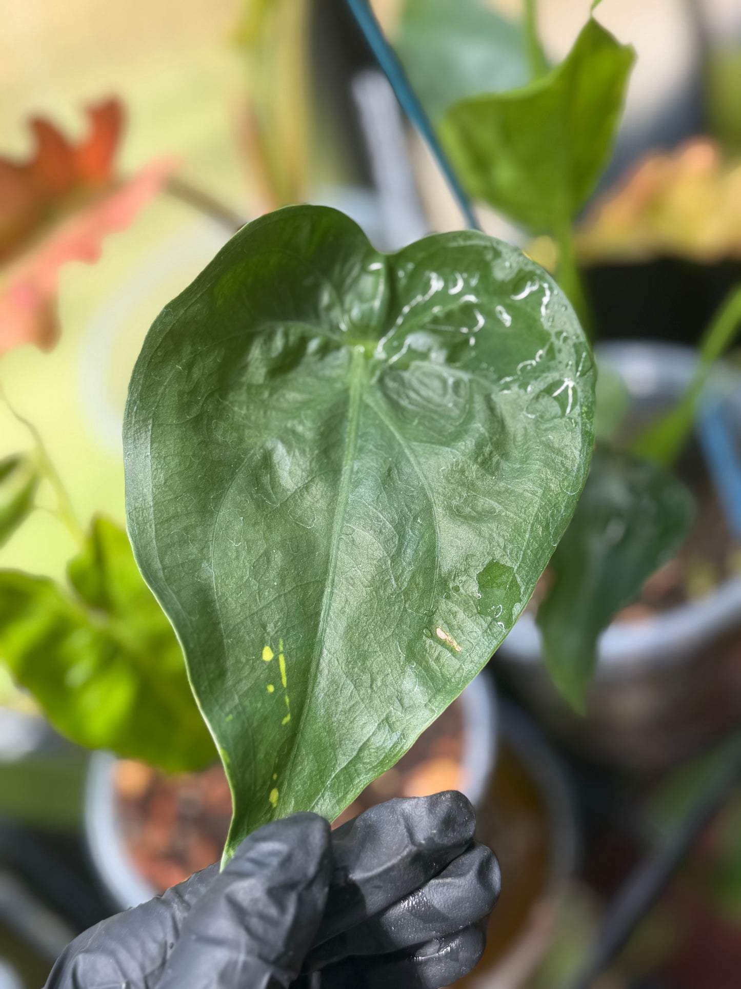 Buddha's Hand Alocasia