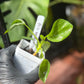 Philodendron Warscewiczii Tricolor