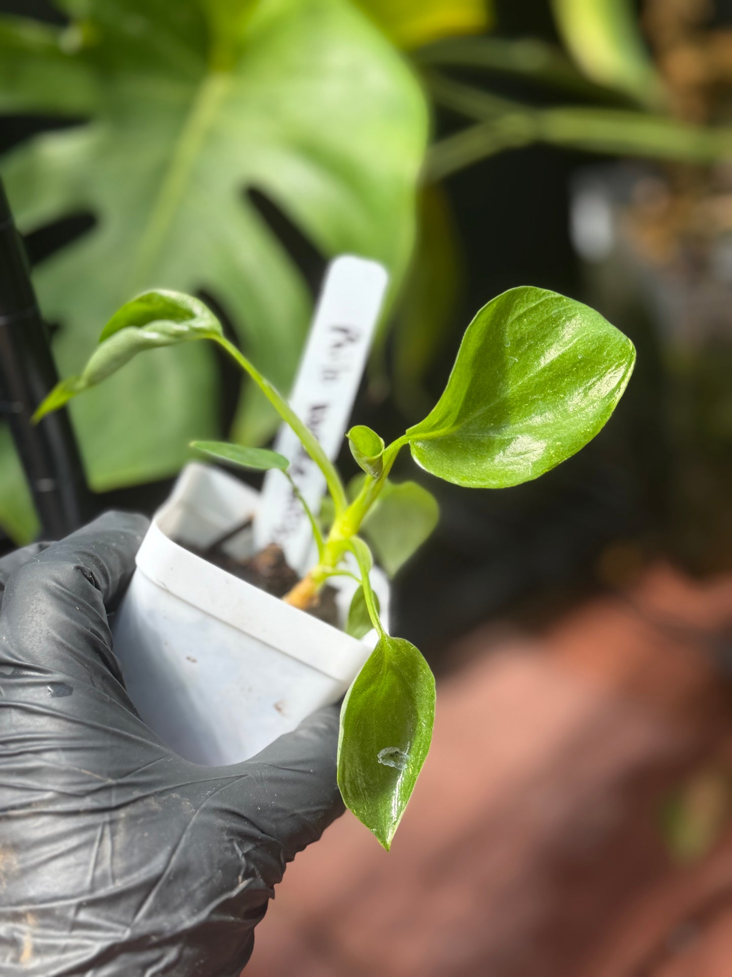 Philodendron Warscewiczii Tricolor