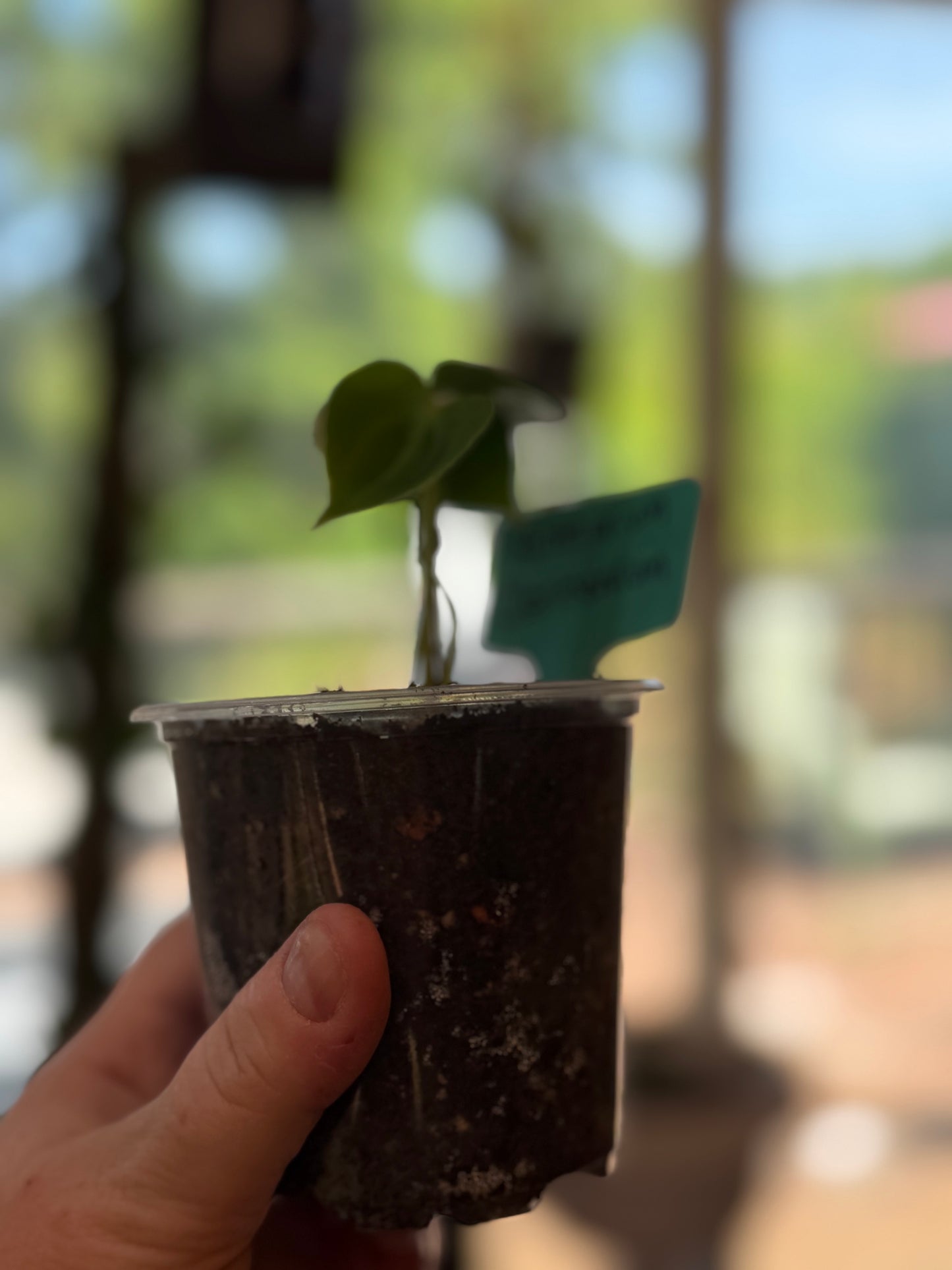 Anthurium Clarinervium