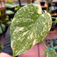 Monstera Deliciosa Starlight