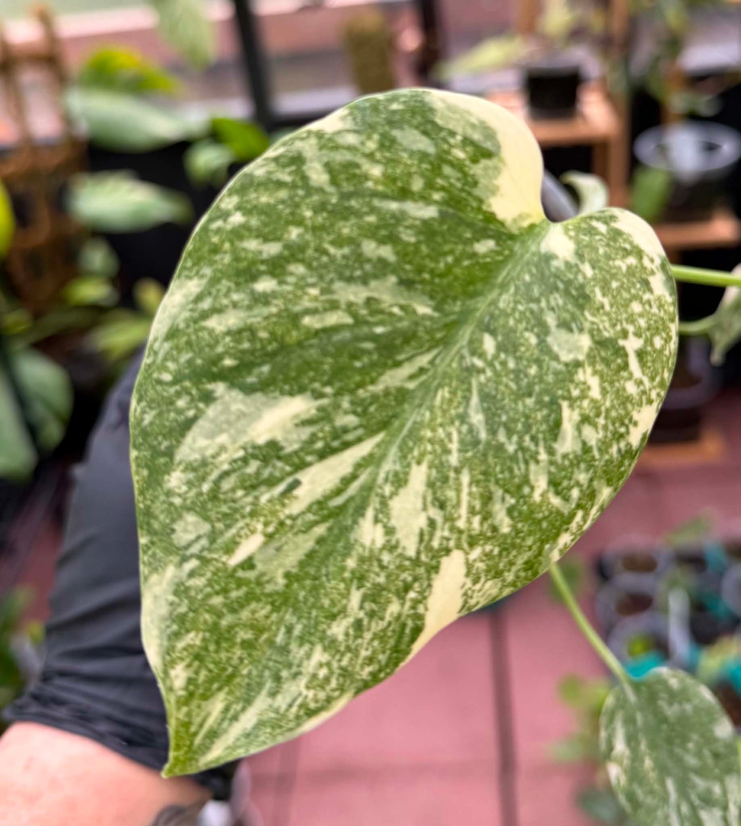 Monstera Deliciosa Starlight