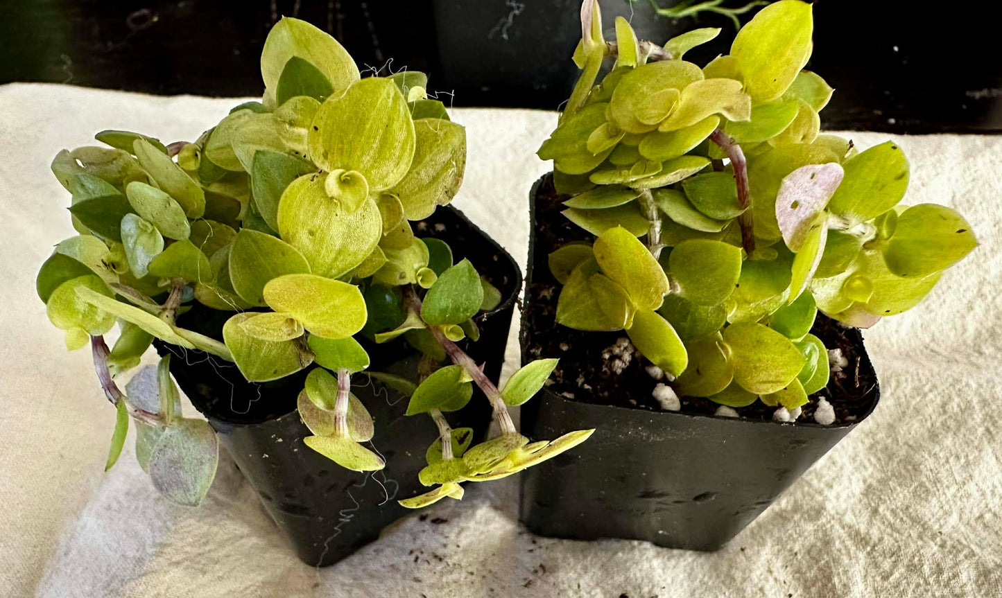 Callisia Repens Golden