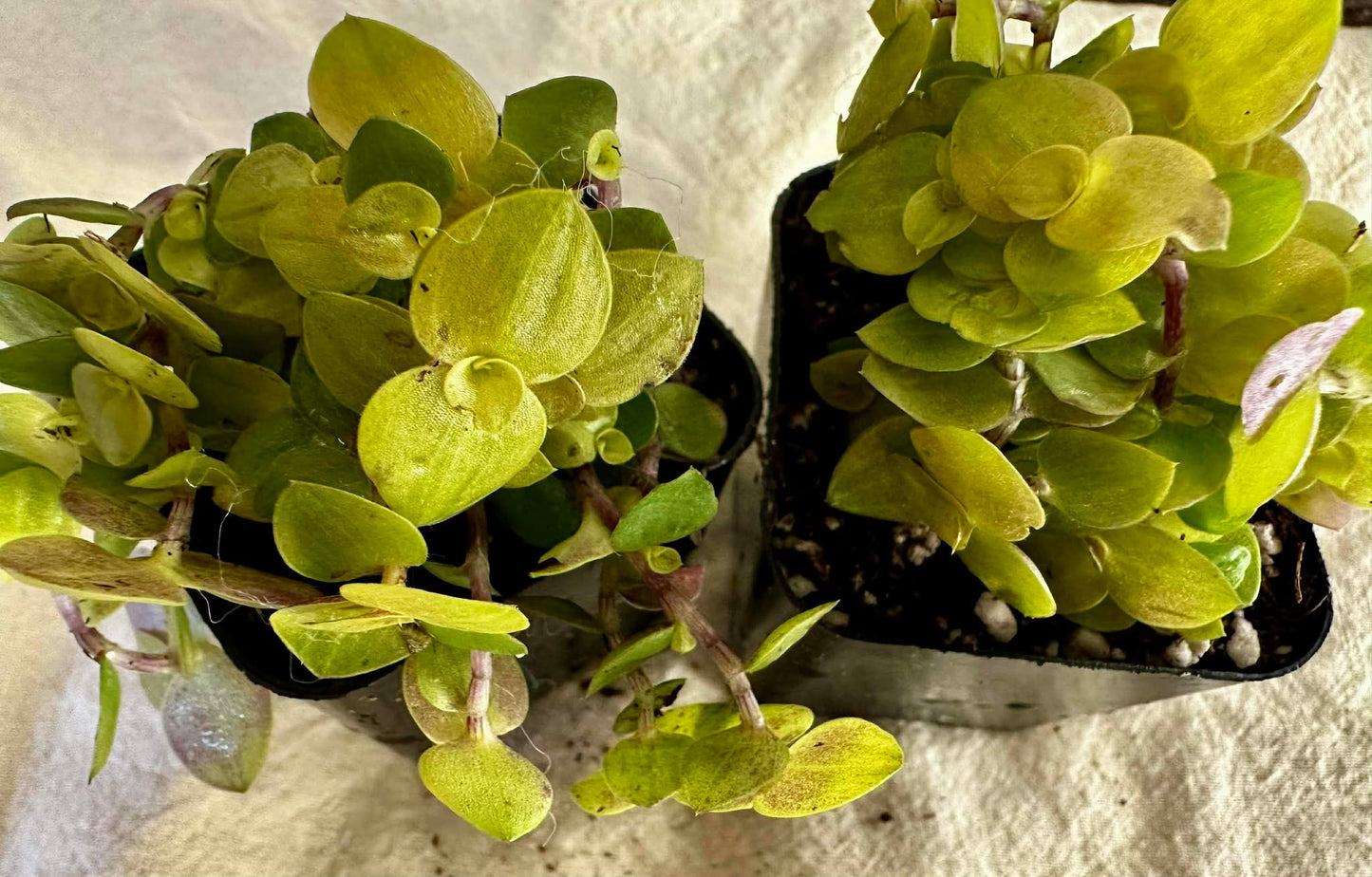 Callisia Repens Golden