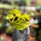 Epipremnum Aureum 'Sunshine Goddess’