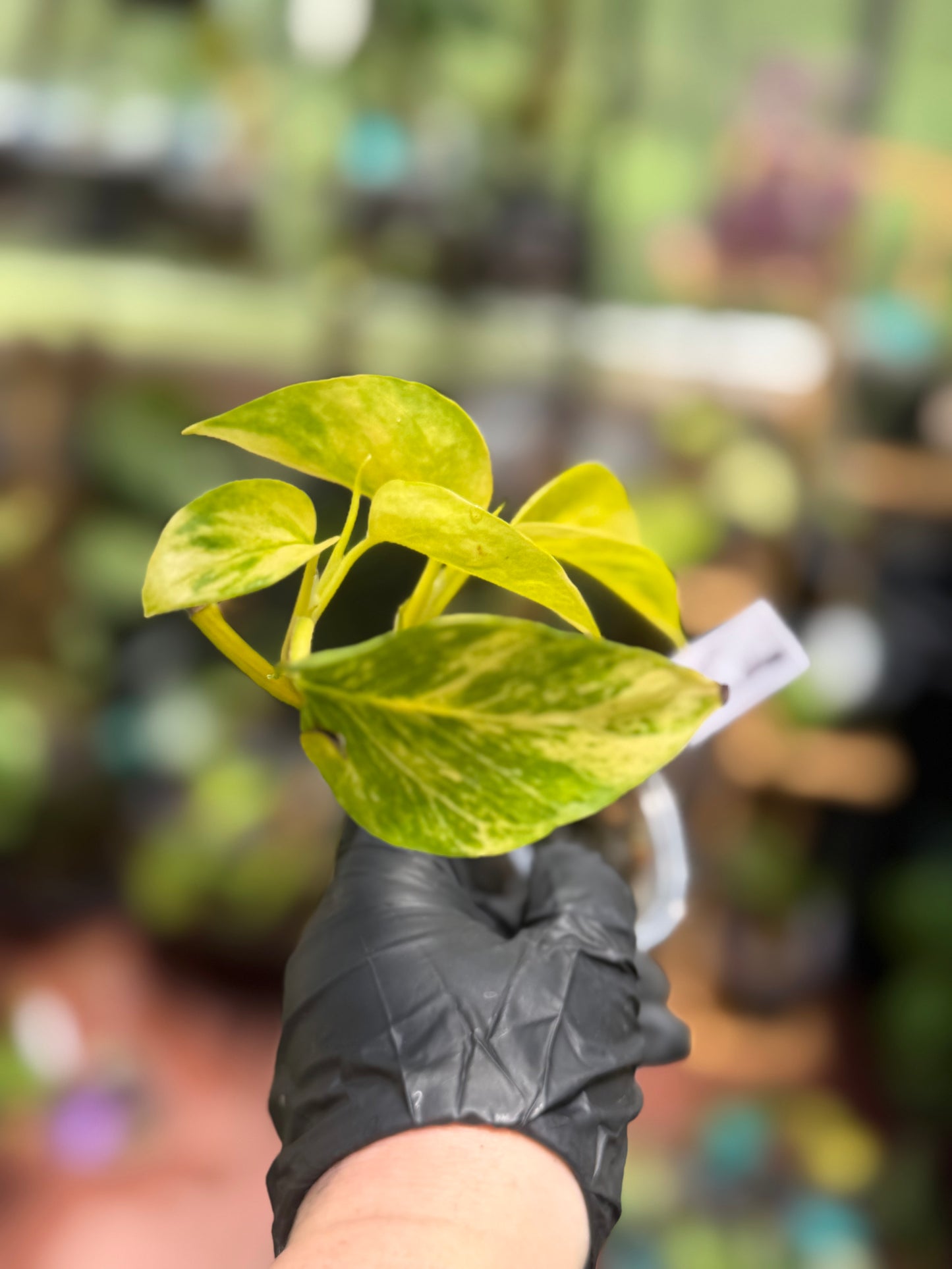 Epipremnum Aureum 'Sunshine Goddess’
