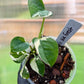 Philodendron White Forest