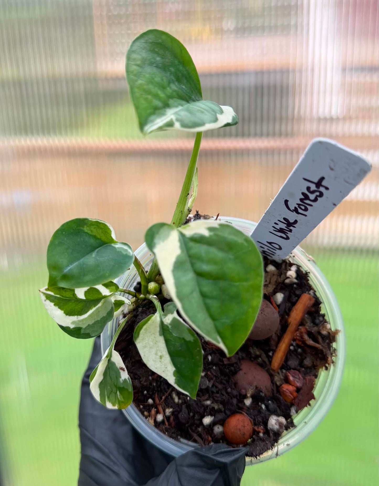 Philodendron White Forest