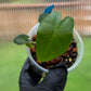 Alocasia Portei
