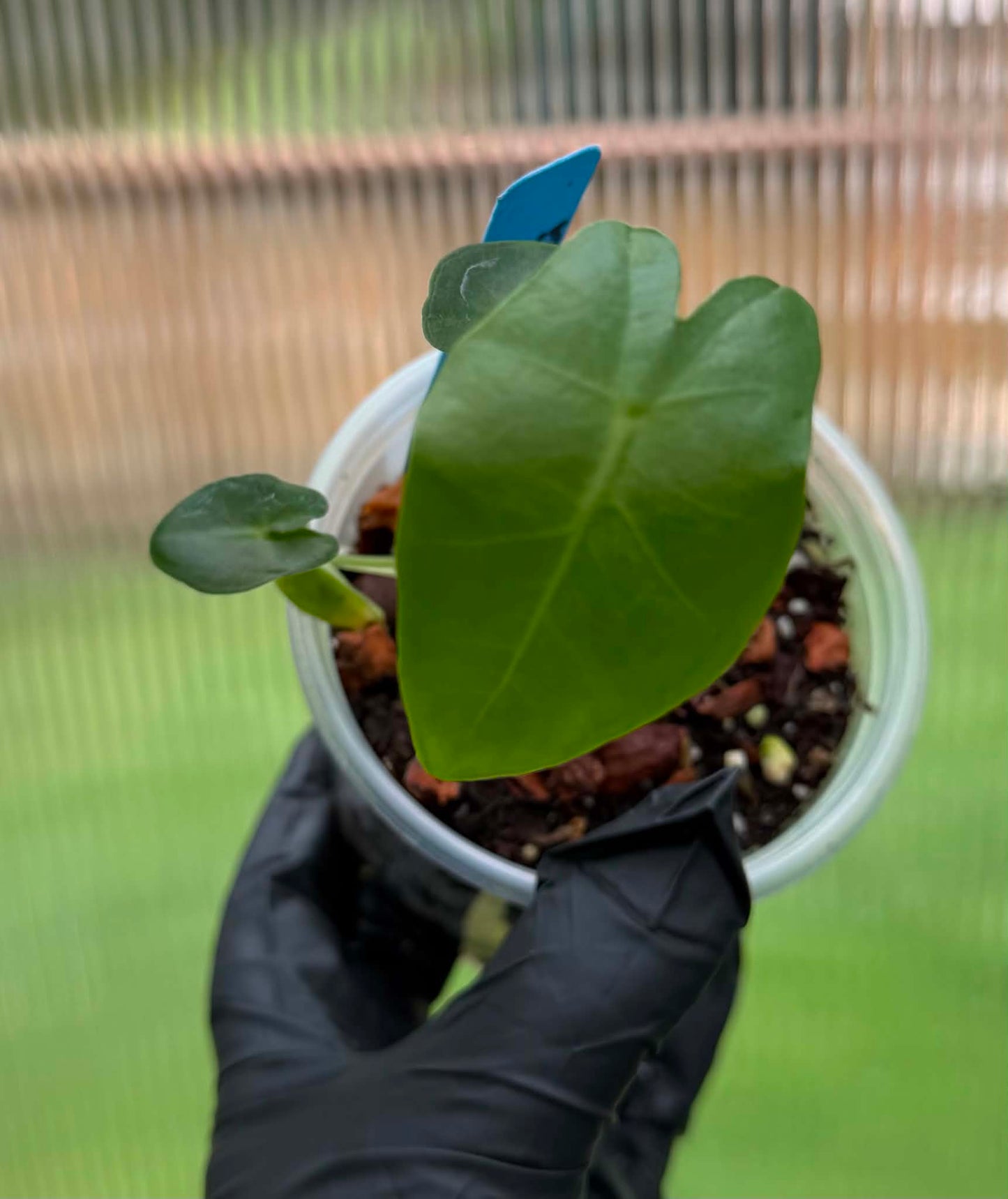 Alocasia Portei