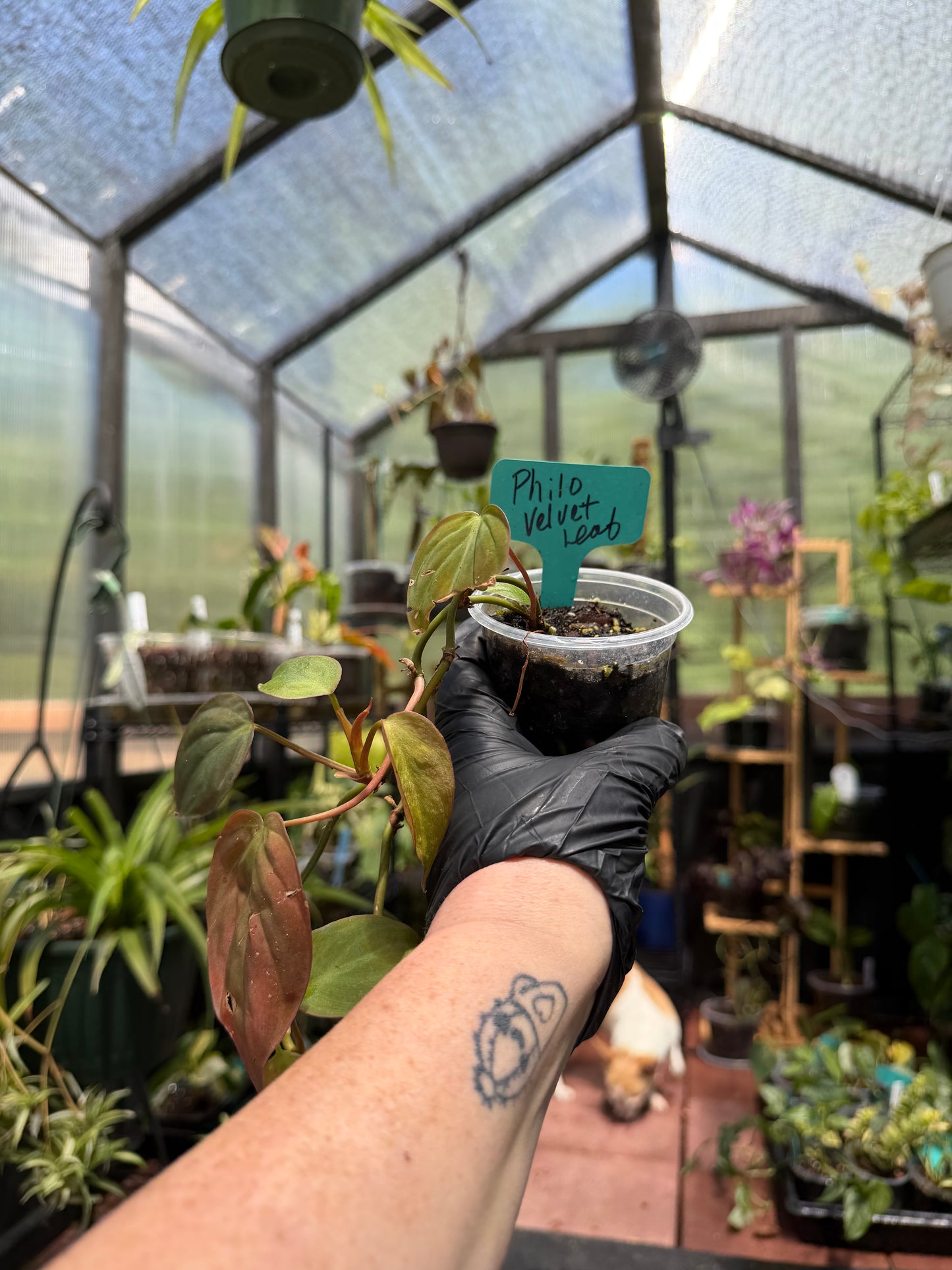 Philodendron Micans Velvet Leaf