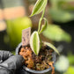Super Variegated Vanilla Bean Orchid