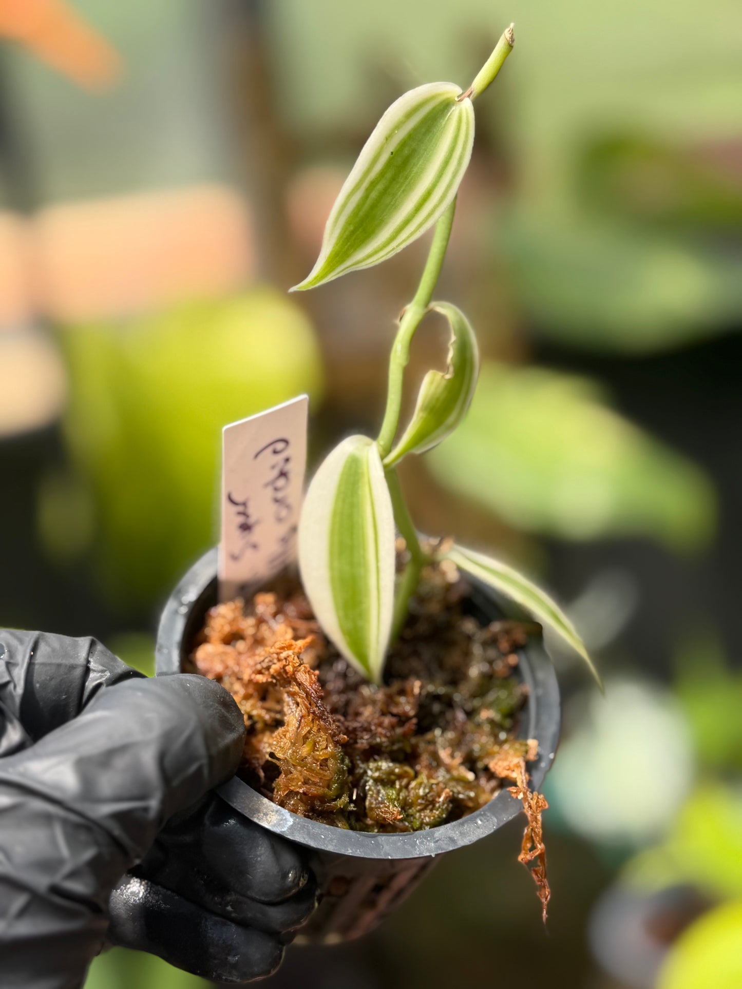 Super Variegated Vanilla Bean Orchid